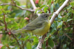 Image of Mourning Warbler