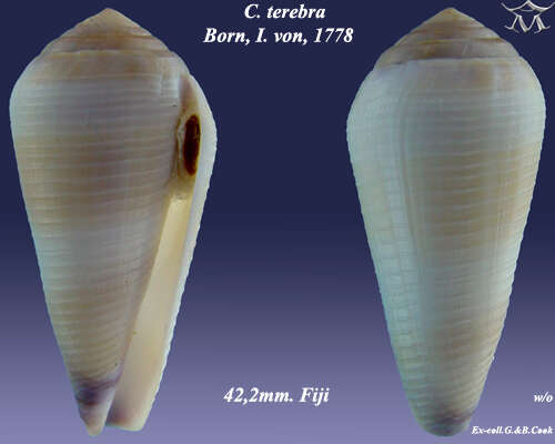 Image of Conus terebra Born 1778