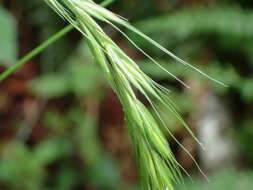 Imagem de Elymus hirsutus J. Presl