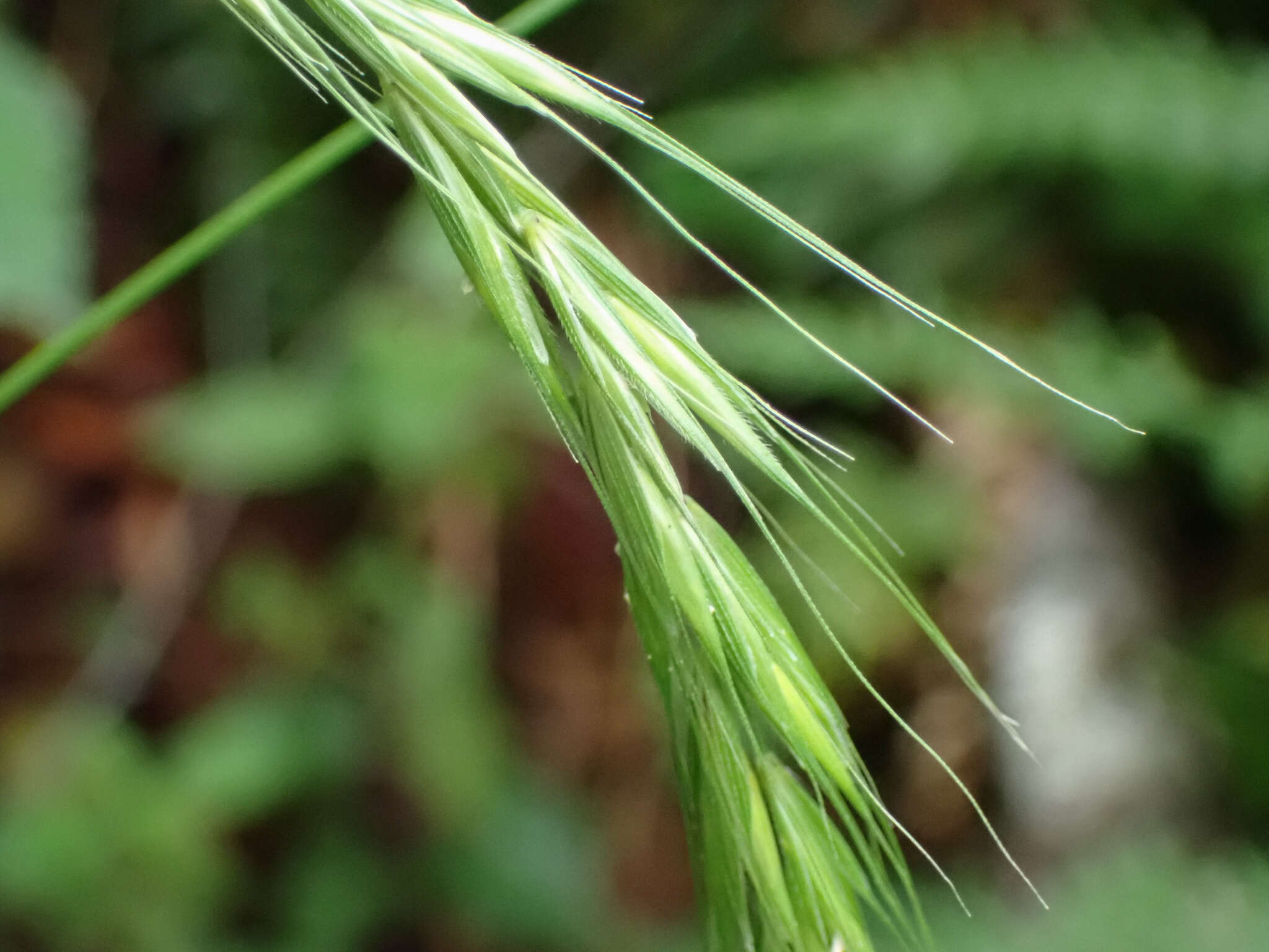 Imagem de Elymus hirsutus J. Presl