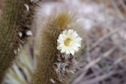 Image of Pilosocereus aurisetus (Werderm.) Byles & G. D. Rowley