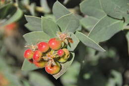 Image of Schreiber's manzanita