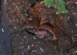 Image of Javan Chorus Frog
