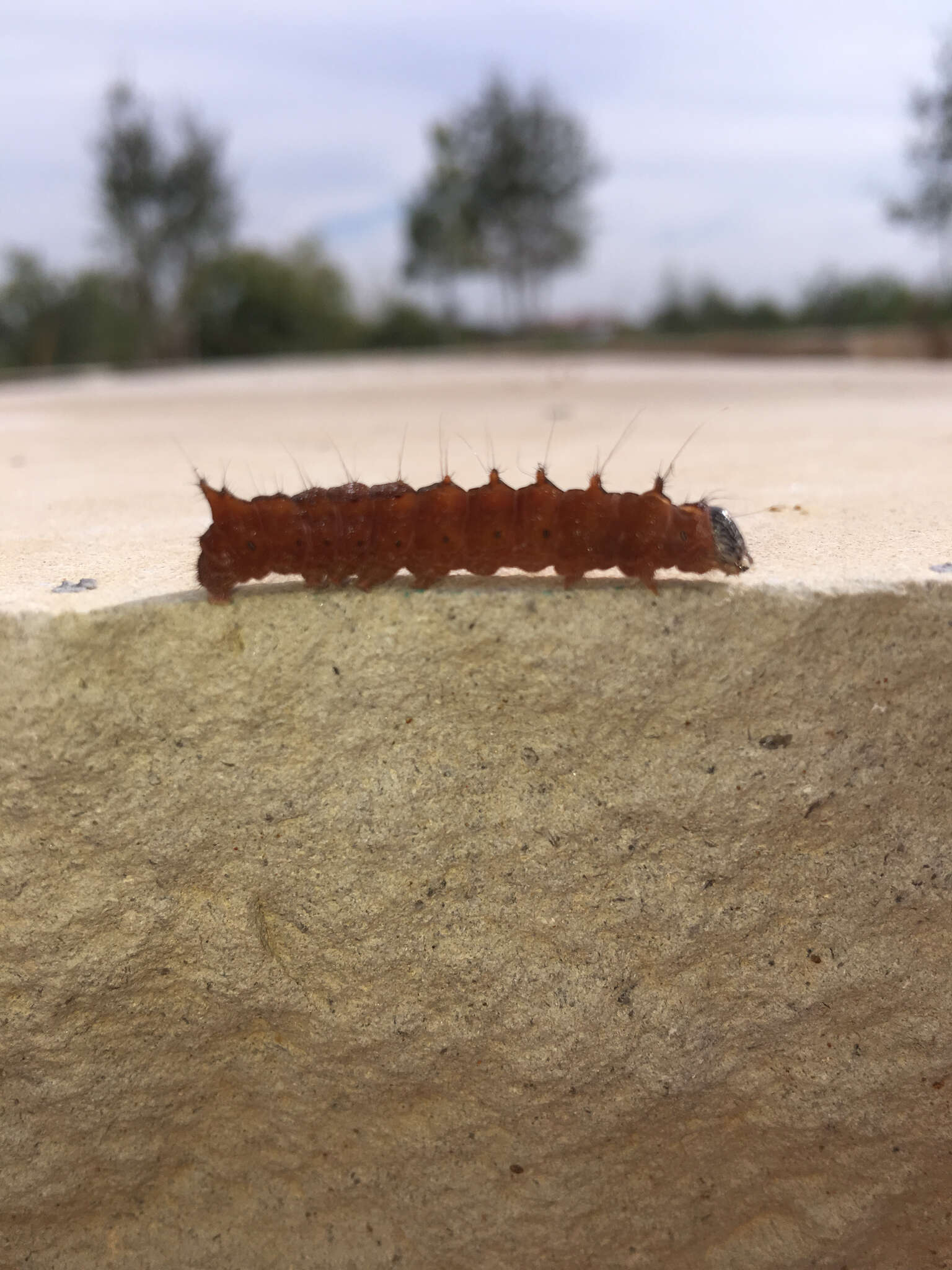 Image of Clear Dagger Moth