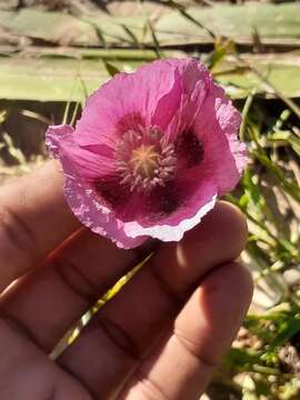 Слика од Papaver somniferum subsp. somniferum