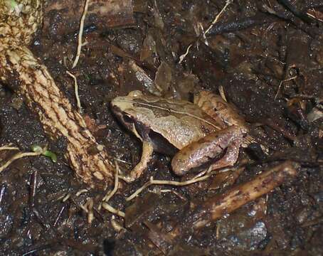 Image of rice frogs