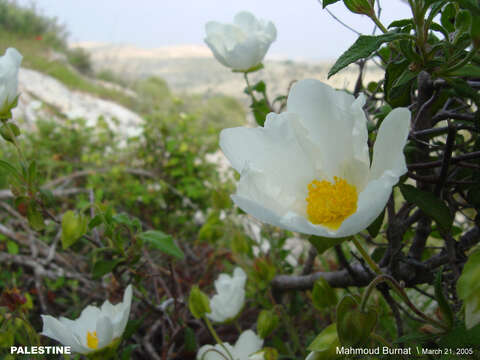 Image of salvia cistus