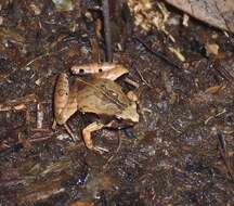 Image of Javan Chorus Frog
