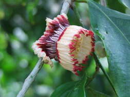 Napoleonaea imperialis P. Beauv.的圖片