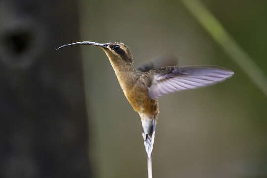 Image of Long-tailed Hermit