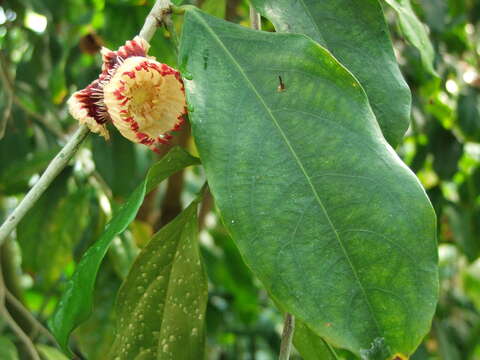 Image of Napoleonaea imperialis P. Beauv.