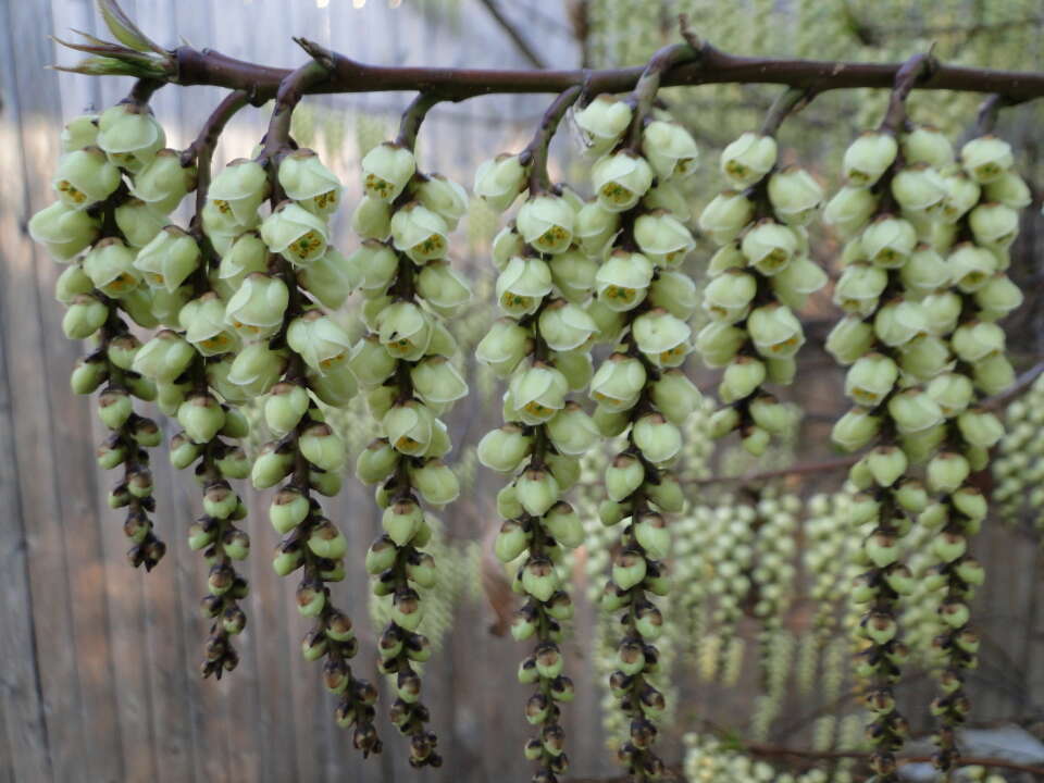 Image de Stachyurus