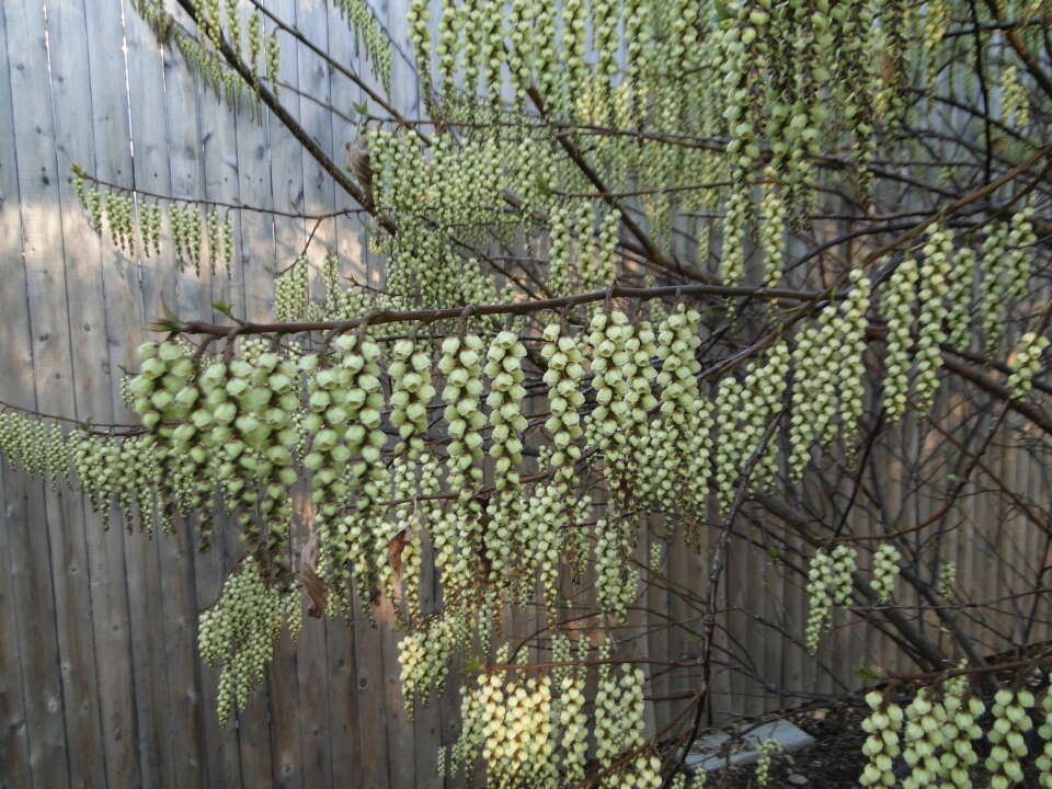 Image de Stachyurus