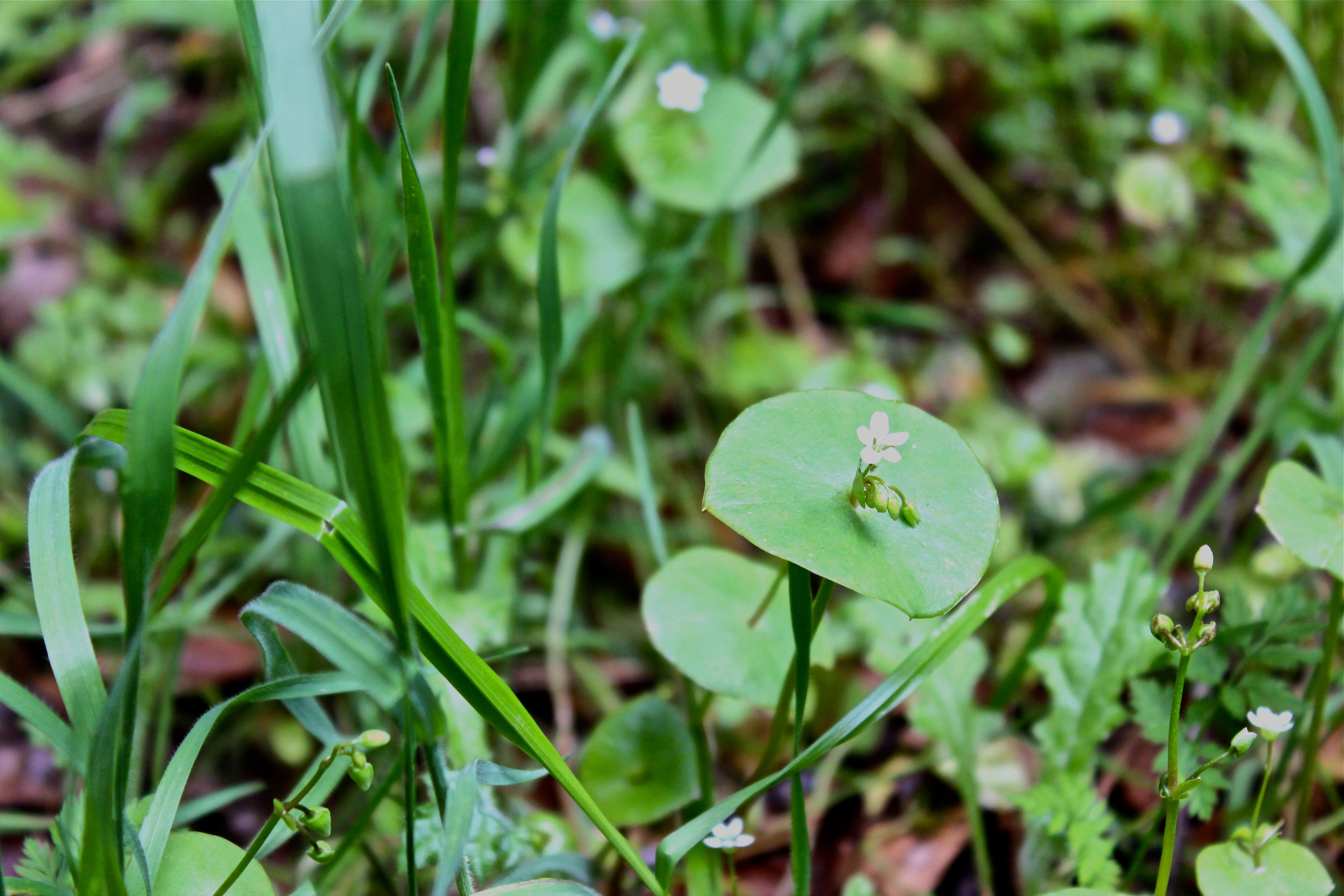 Image of Indian lettuce