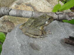 Image of Barking Frog