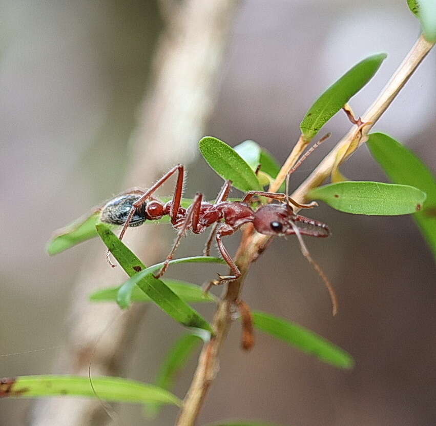 Image of Myrmecia comata Clark 1951