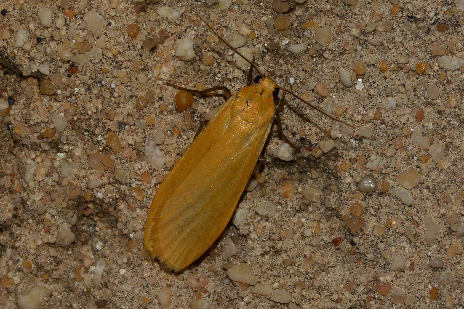 Image of orange footman