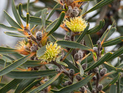 Image of Hakea cinerea R. Br.