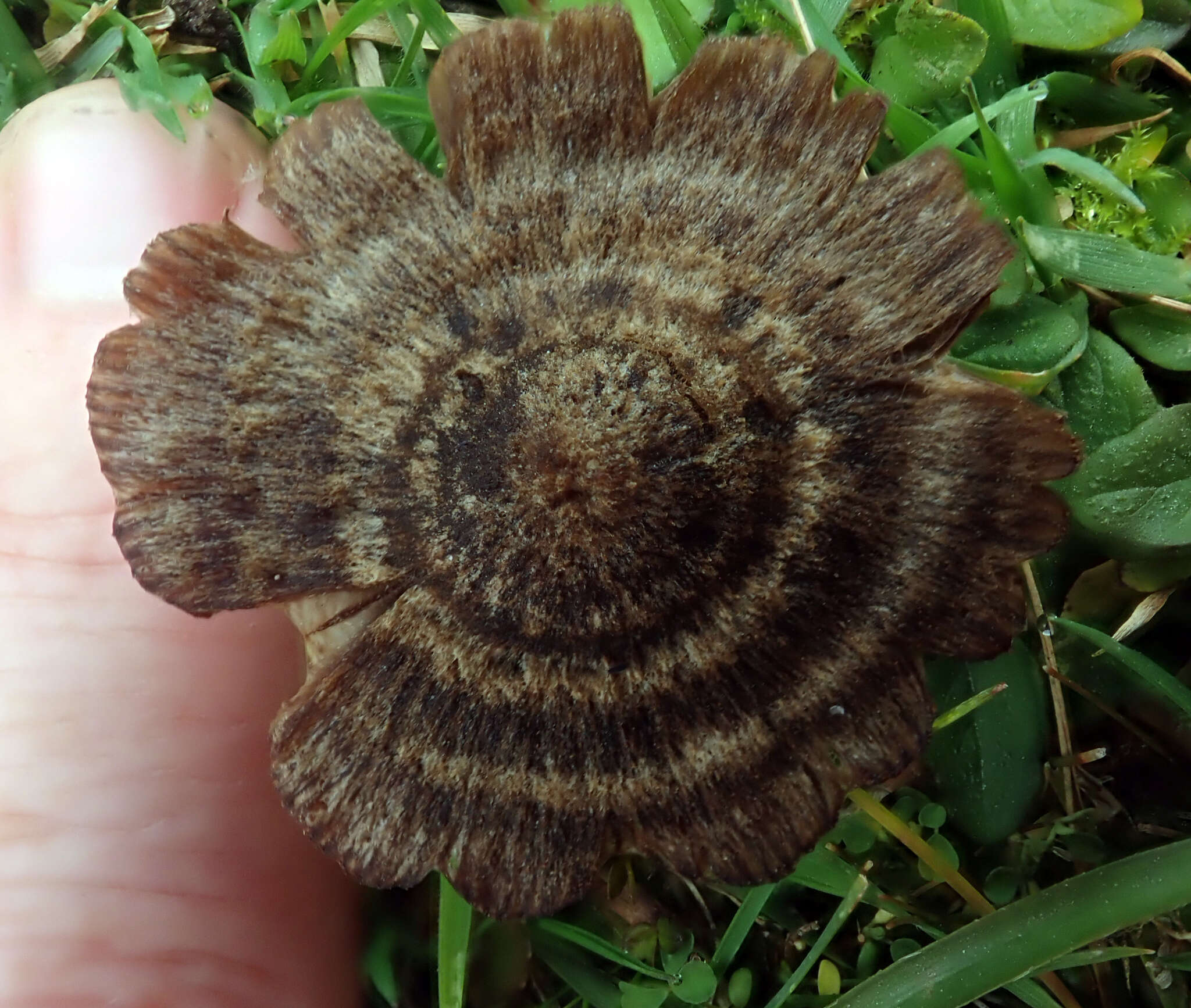 Image of Entoloma perzonatum E. Horak 1973