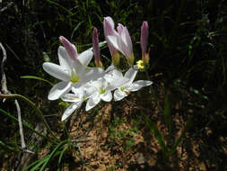 Image of Geissorhiza leipoldtii R. C. Foster