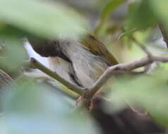 Camaroptera brachyura constans Clancey 1952的圖片