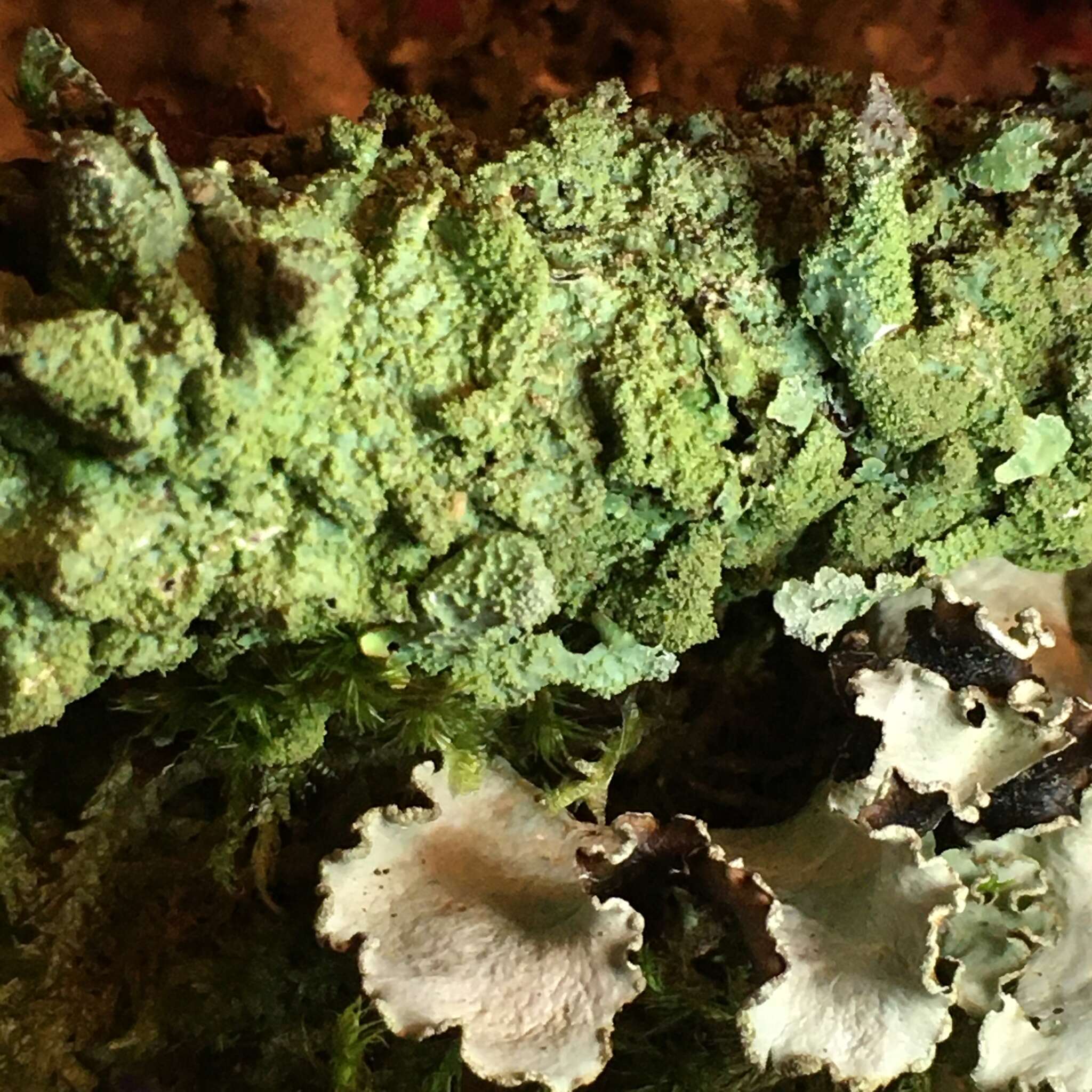 Image of shield lichen