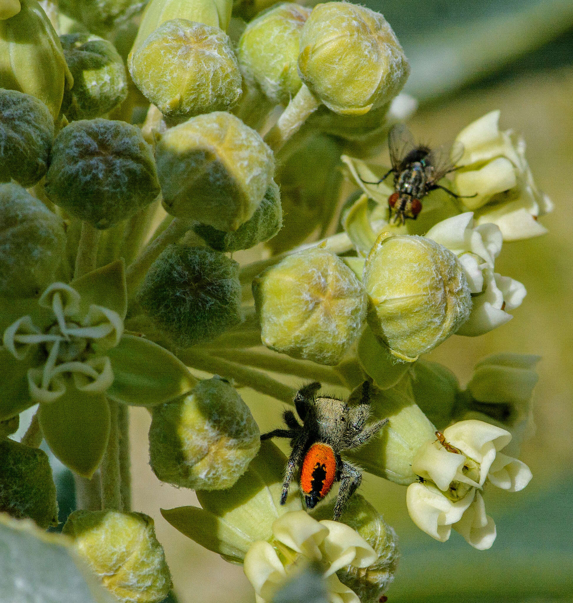 صورة Phidippus ardens Peckham & Peckham 1901