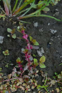 Image of Indian toothcup