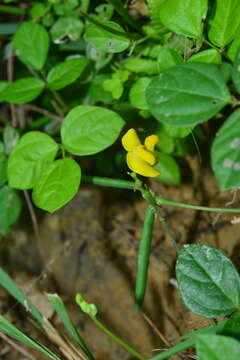 Plancia ëd Vigna minima (Roxb.) Ohwi & H. Ohashi