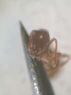 Image de Monomorium monomorium Bolton 1987