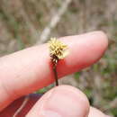 Image of Southern Umbrella Sedge