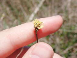 Image of Southern Umbrella Sedge