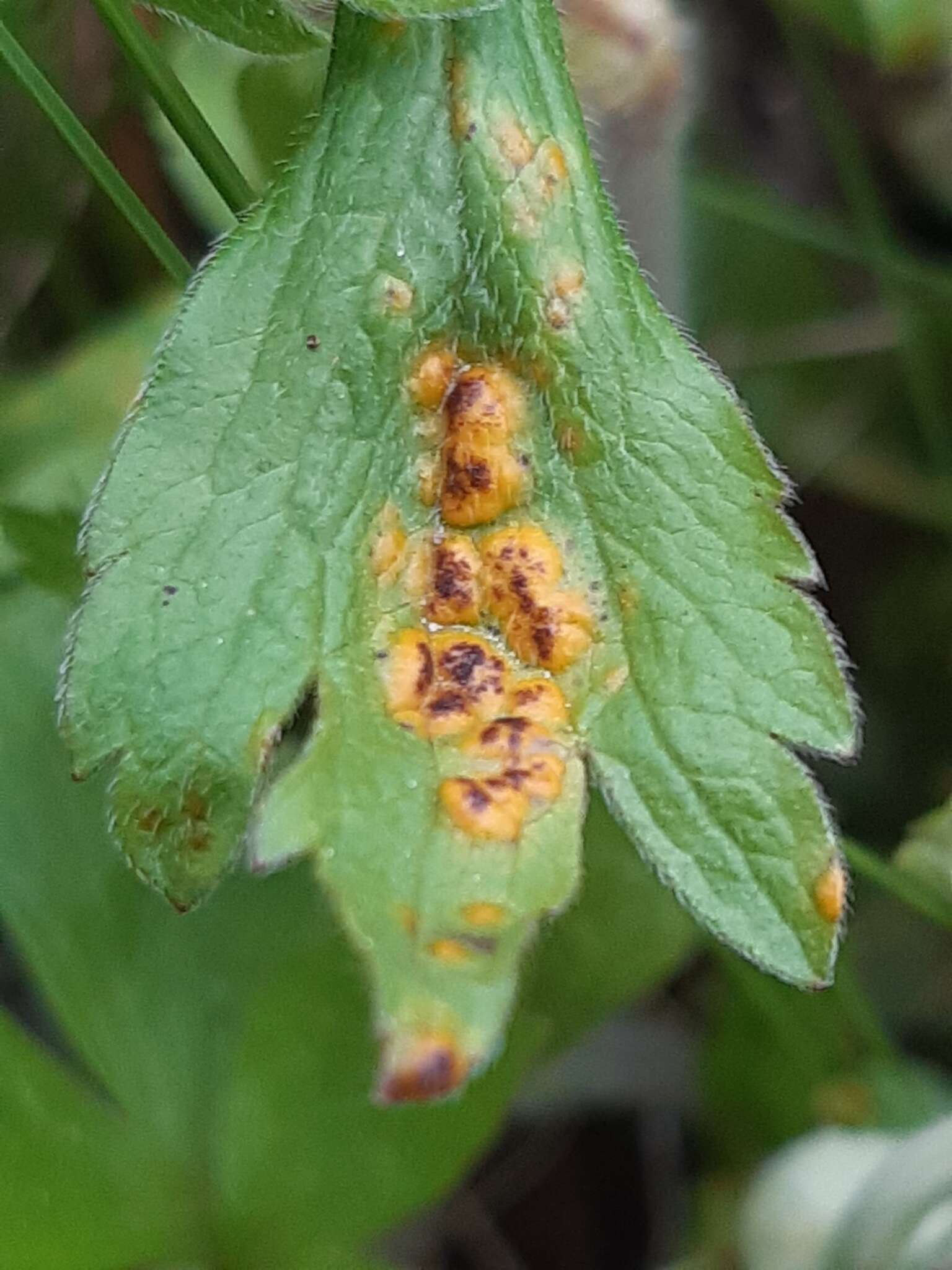 Imagem de Puccinia ustalis Berk. 1854