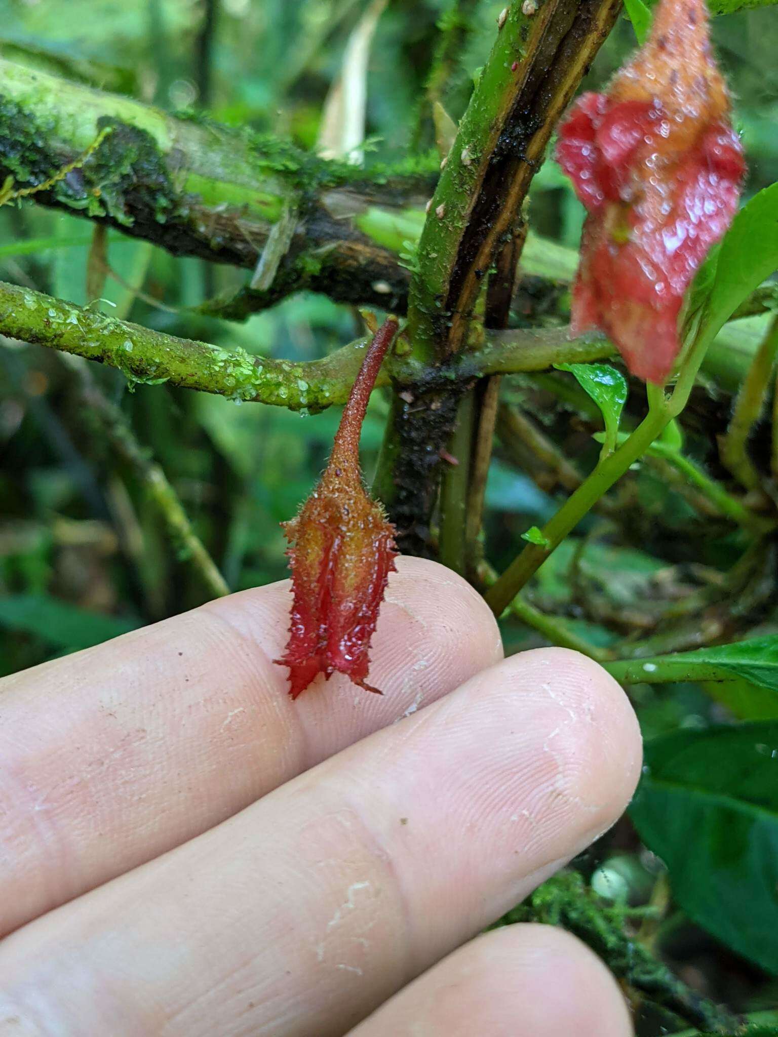 Image of Glossoloma tetragonum Hanst.