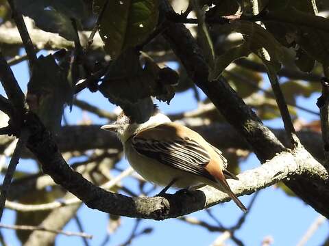 Image of Gray-collared Becard