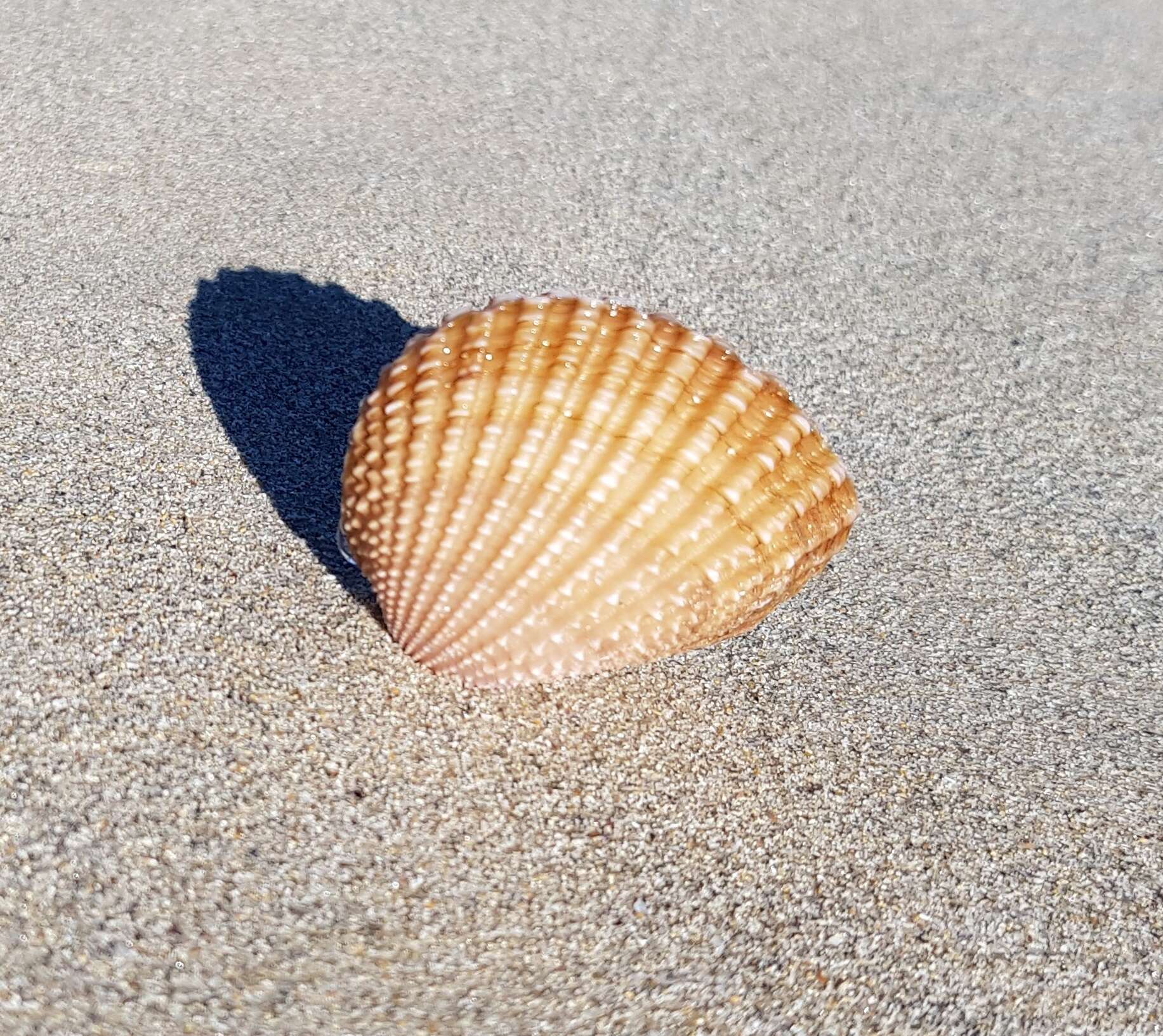 Image of brooch clam