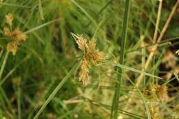 Image of manyspike flatsedge