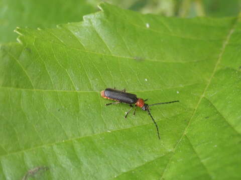 Image of Silis ruficollis