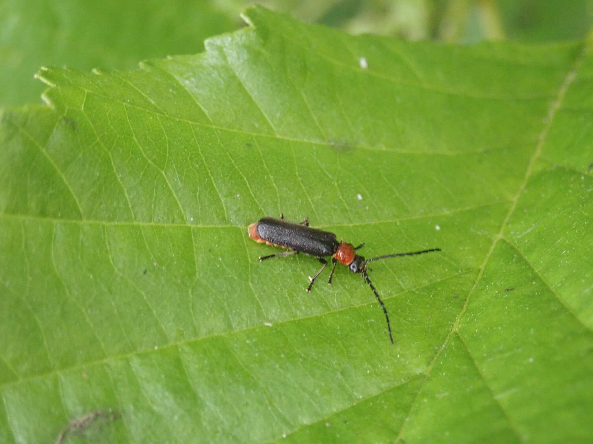 Image of Silis ruficollis