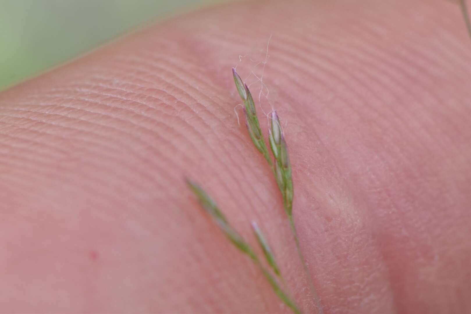 Image of Elliott's bentgrass