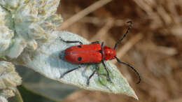 Image of Tetraopes basalis Le Conte 1852