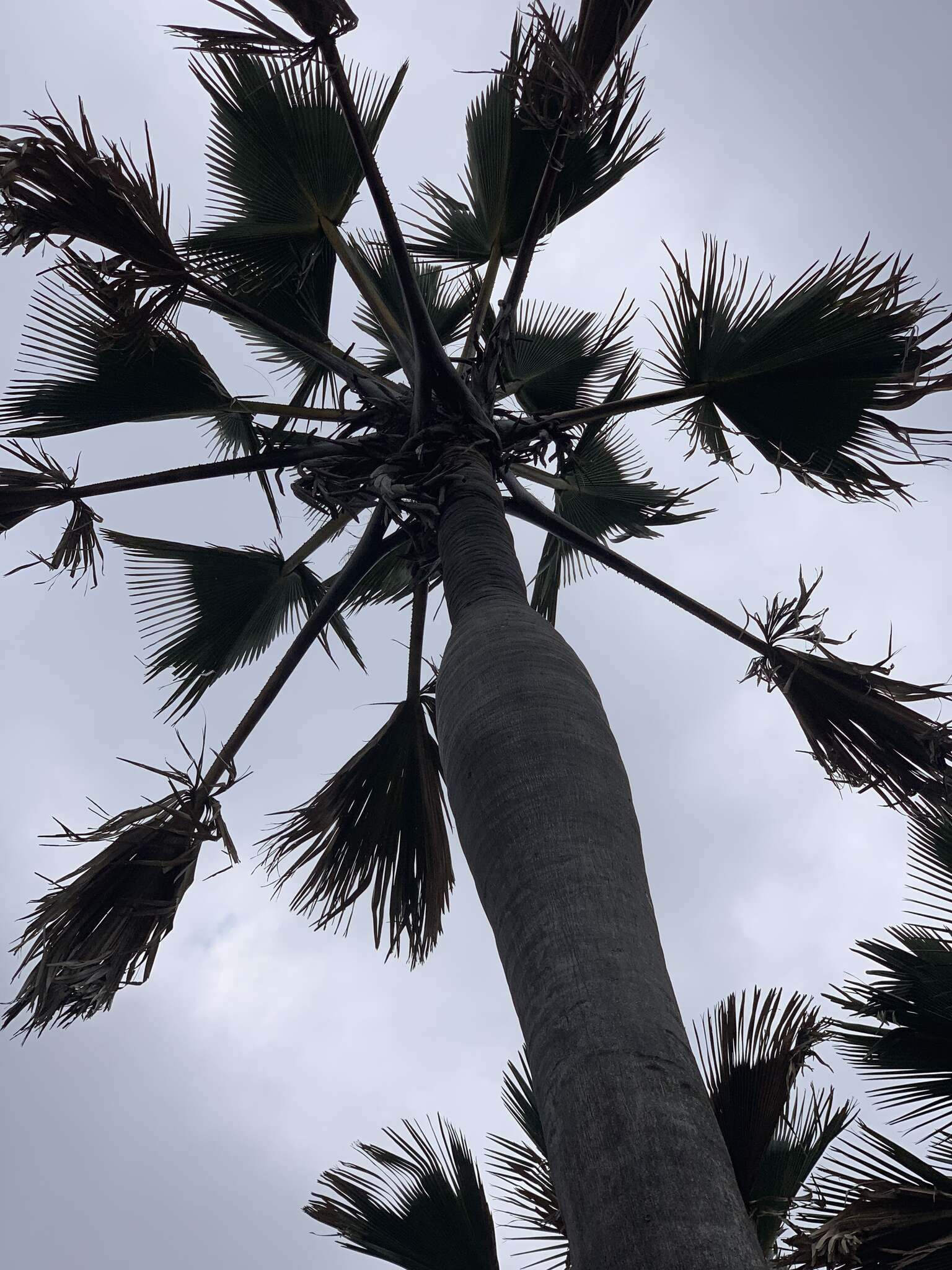 Image of palmyra palm