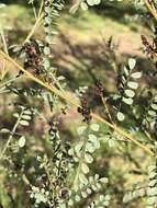 Image of Indigofera adesmiifolia A. Gray