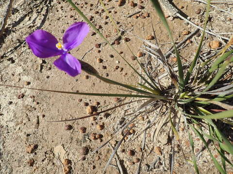 Image of Patersonia sericea var. sericea