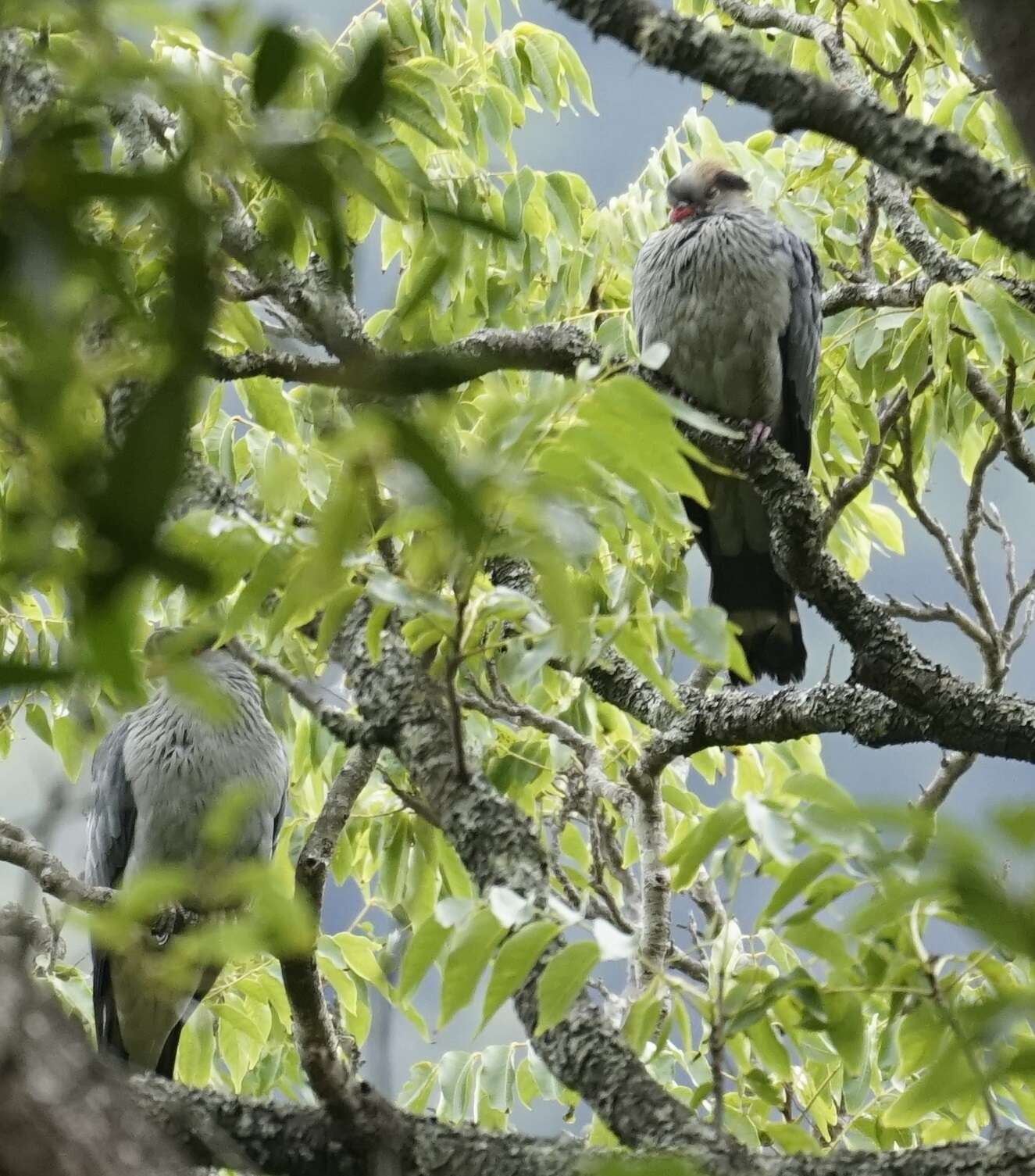 Image of Topknot Pigeons