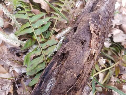 Everhartia lignatilis Thaxt. 1891的圖片