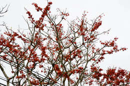 Image of Erythrina ulei Harms