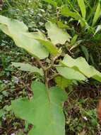 Image of Solanum violaceum Ortega