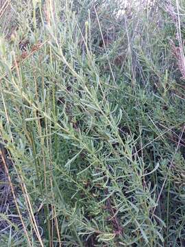 Image of Limbarda crithmoides subsp. longifolia (Arcang.) Greuter