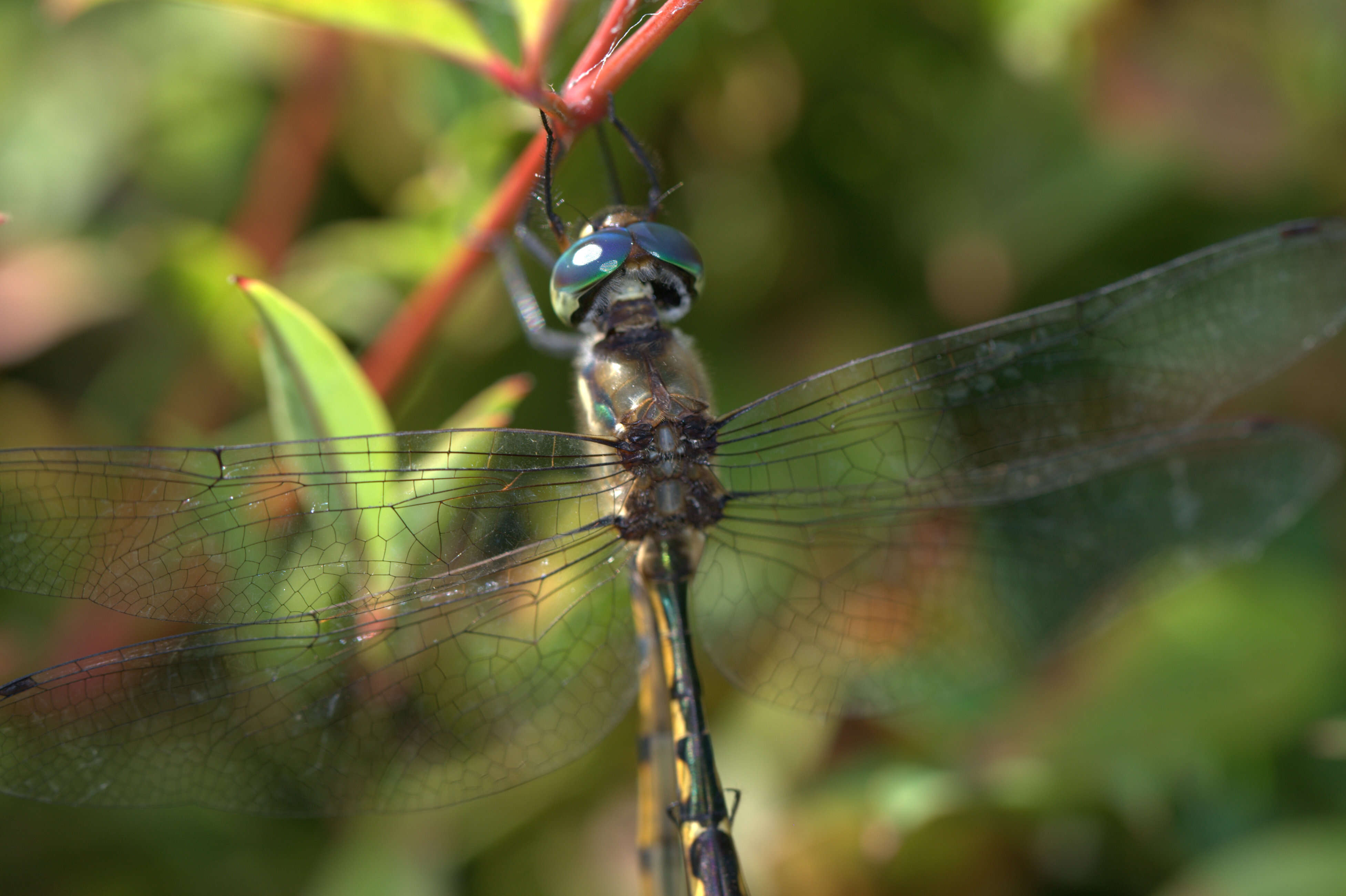 Image of Sentry Dragonfly